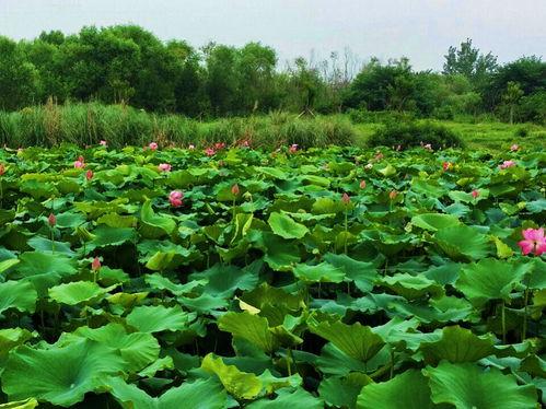 爆料假割韭菜视频播放大全,假割韭菜视频播放大全曝光 第3张 爆料假割韭菜视频播放大全,假割韭菜视频播放大全曝光 第3张