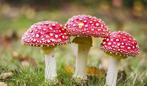 吃瓜爆料黑料蘑菇视频大全下载,吃瓜爆料黑料蘑菇视频大全下载全解析 第2张 吃瓜爆料黑料蘑菇视频大全下载,吃瓜爆料黑料蘑菇视频大全下载全解析 第2张